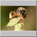 Macropis fulvipes - Schenkelbiene w04 9mm.jpg